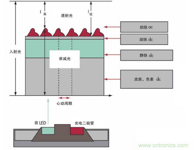 可以用發(fā)光二極管 （LED） 來照亮皮膚，然后測量反射到一個光電二極管的光量來監(jiān)測每個心動周期