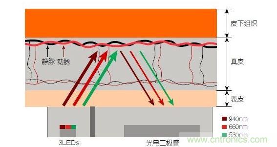 反射光脈搏測(cè)量原理。傳感器發(fā)出的光透過(guò)皮膚和組織，一部分被吸收，一部分被反射回檢測(cè)器。因?yàn)閯?dòng)脈中的血流量隨心臟的每次跳動(dòng)會(huì)有所變化，因此光線被吸收的量以及檢測(cè)器收到的信號(hào)強(qiáng)度也會(huì)隨之發(fā)生改變。綠光可以在手腕處提供最佳結(jié)果，而紅光和紅外光一般用于手指測(cè)量。 8
