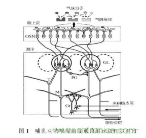 仿生傳感器的定義、原理、分類及應(yīng)用